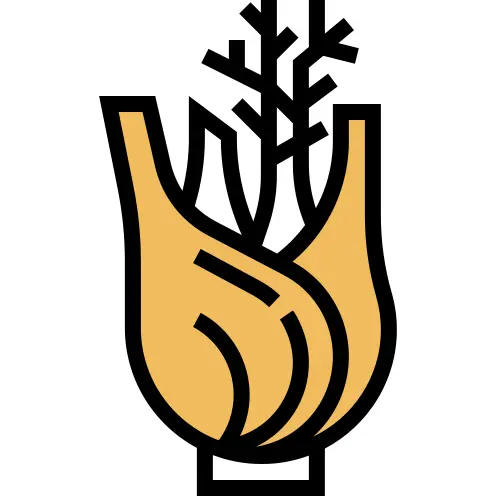 Fennel