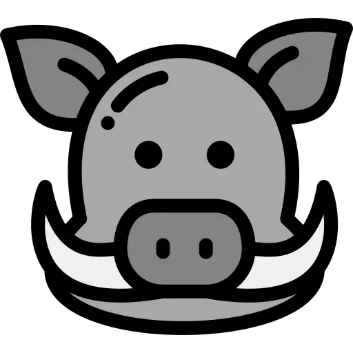 Boar
