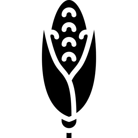 Corn