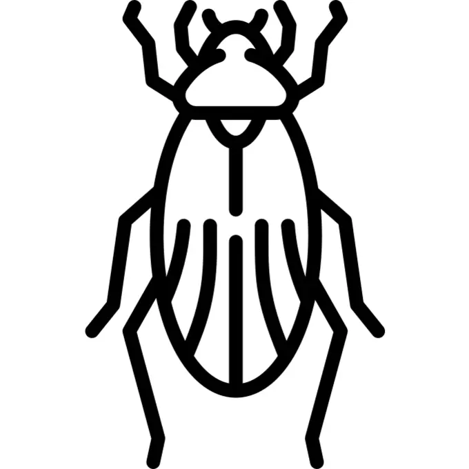 Beetle