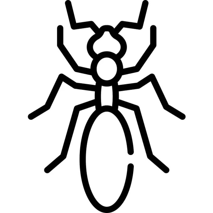 Ant