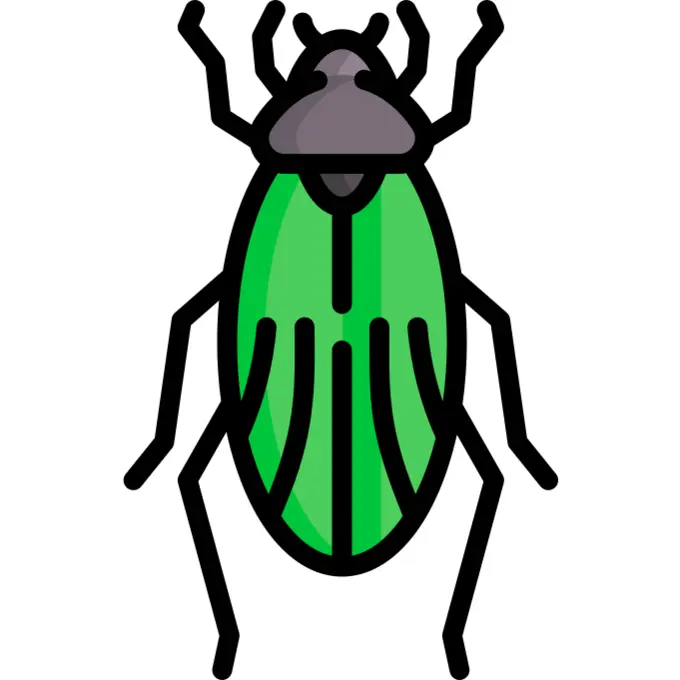 Beetle