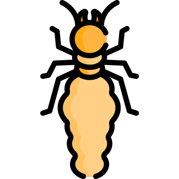 Termite