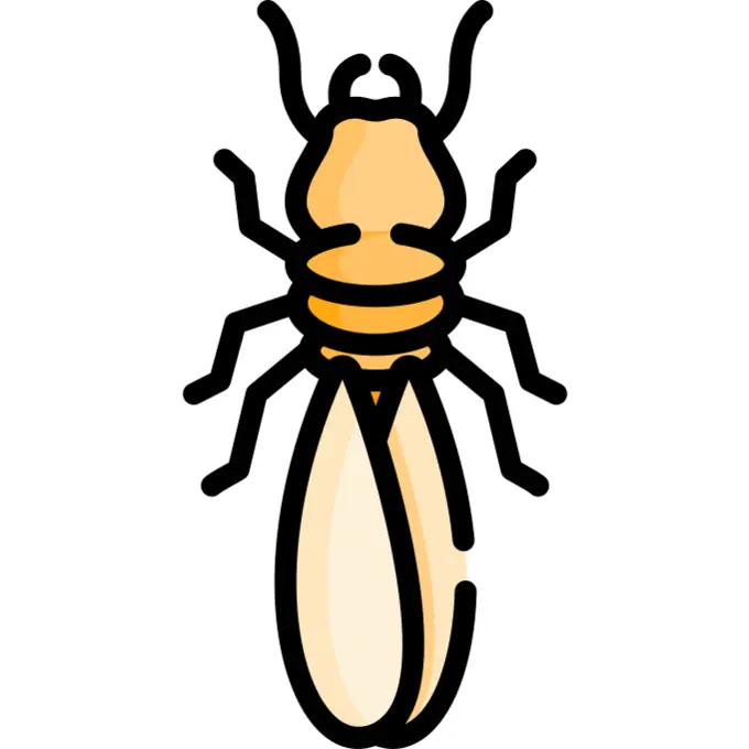 Termite