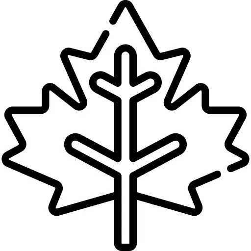 Maple leaf