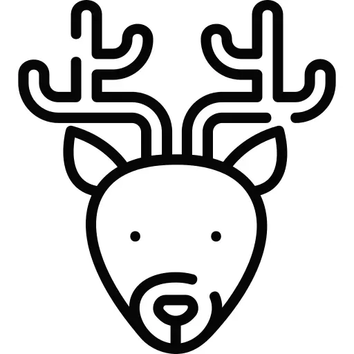Reindeer