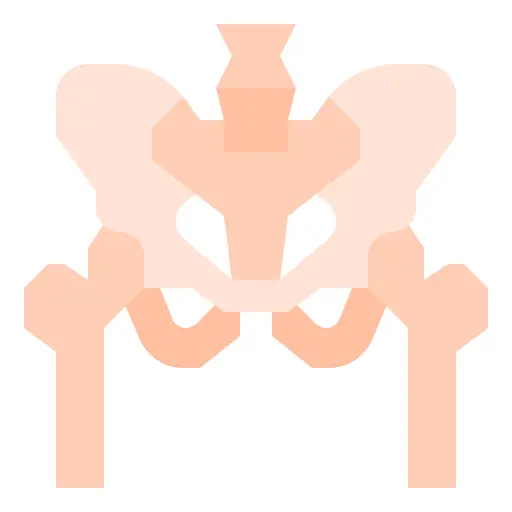 Pelvis