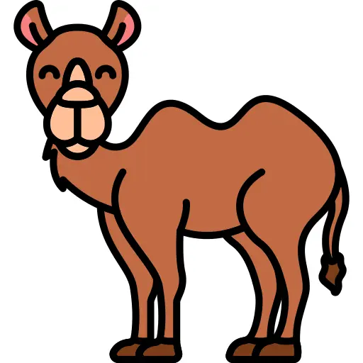 Camel