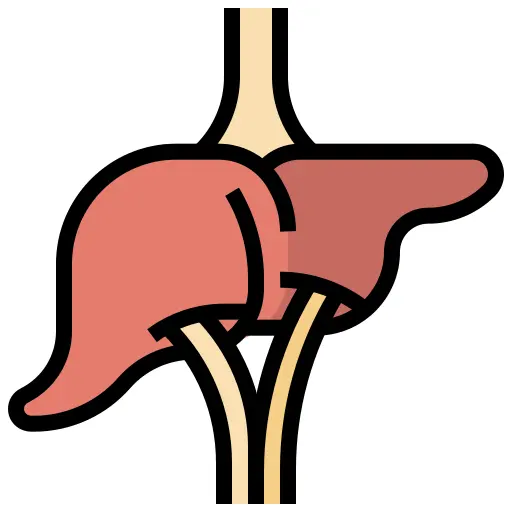 Liver