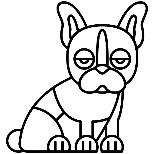 Boston terrier
