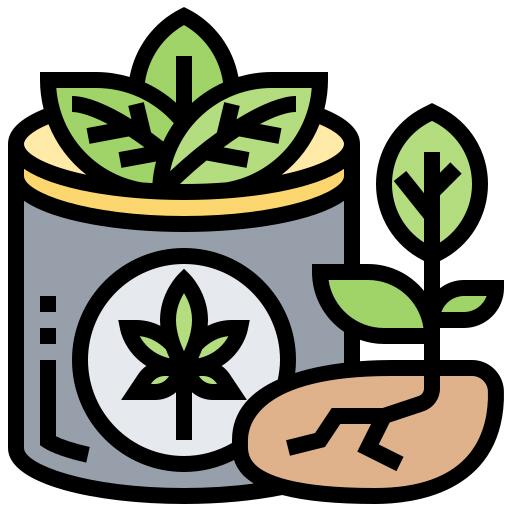 Cannabis