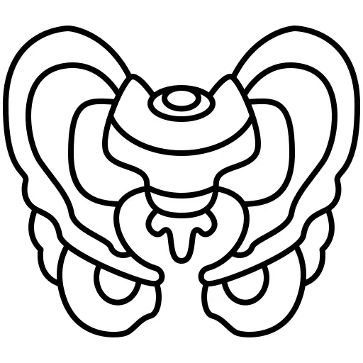 Pelvis