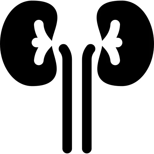 Kidneys