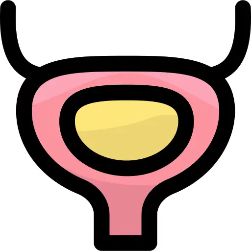 Bladder