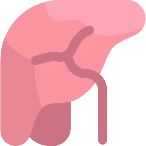 Liver