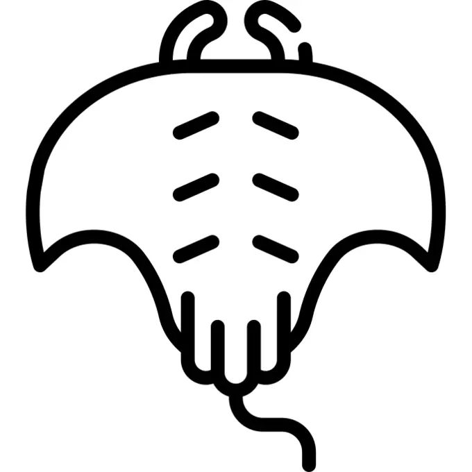 Manta ray
