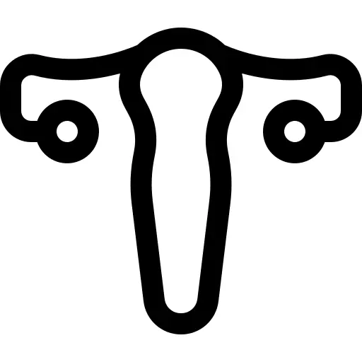 Uterus