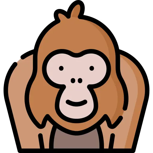 Orangutan
