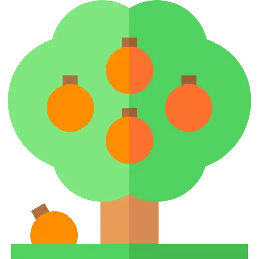 Orange tree