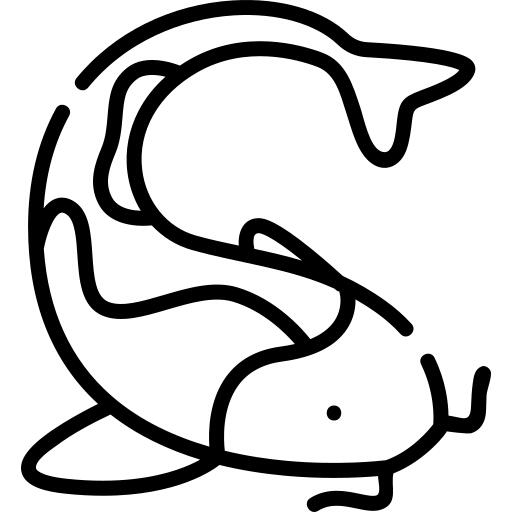 Koi fish