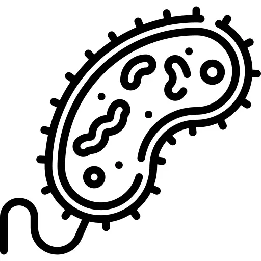 Bacteria