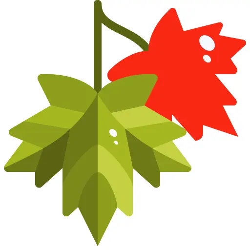 Maple leaf