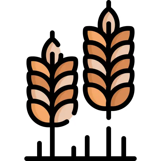 Wheat