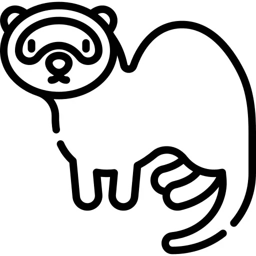 Ferret