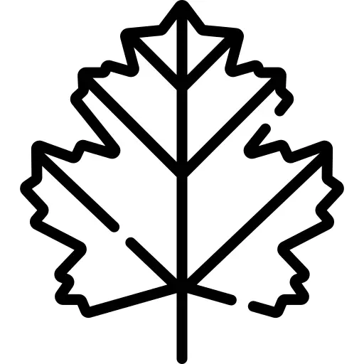 Maple leaf