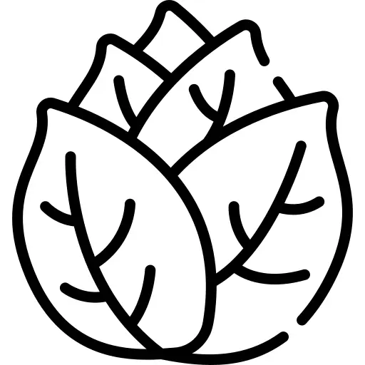 Cabbage