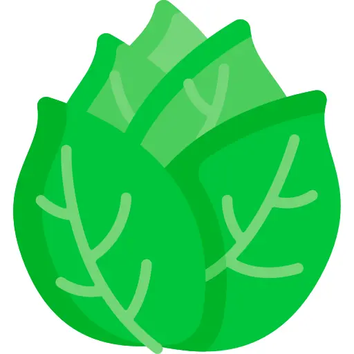 Cabbage