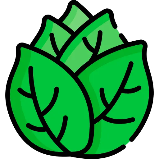 Cabbage
