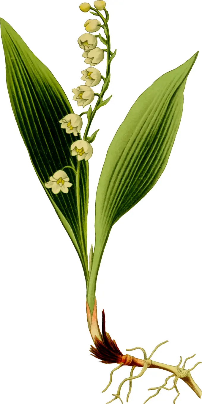 Lily of the valley