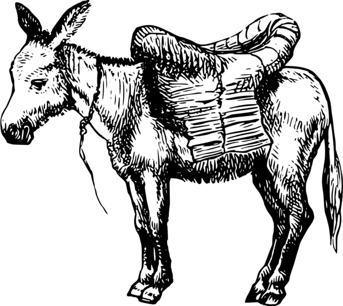 Donkey in black and white