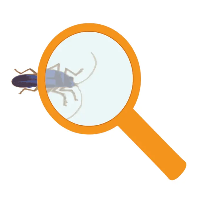 Magnifying glass and bug