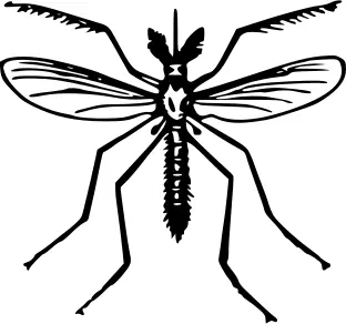 Mosquito vector drawing