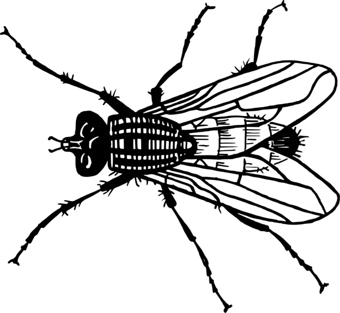 Fly vector silhouette