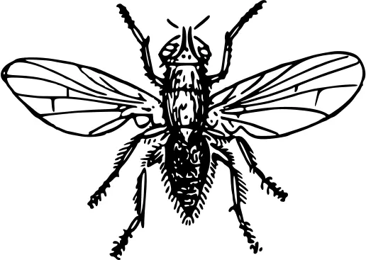 Onion fly vector drawing