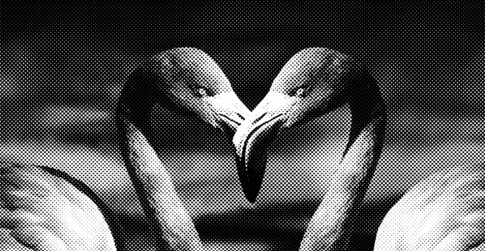 Flamingos in black and white