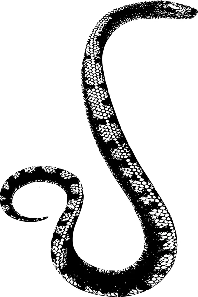 Black and white snake