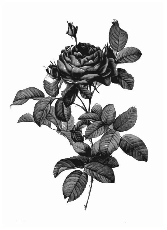 Silver-gray rose