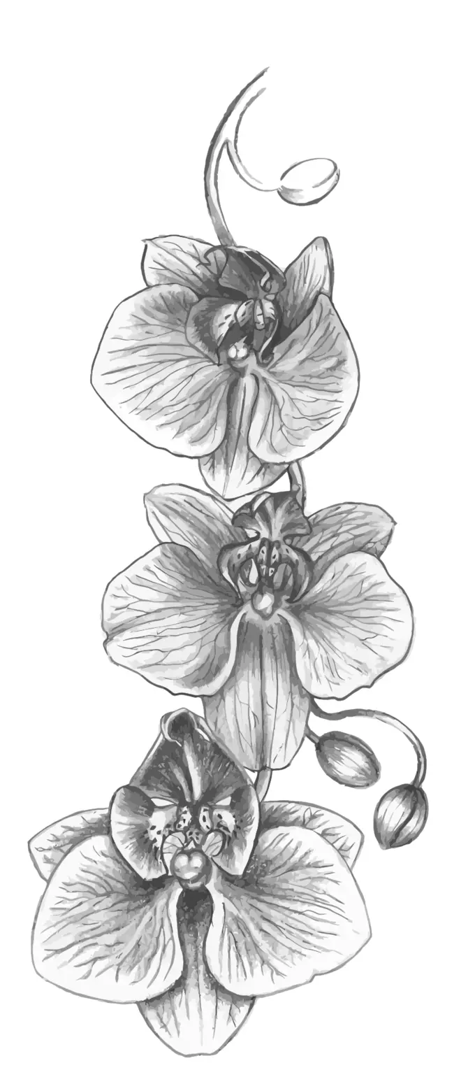 Orchid sketch