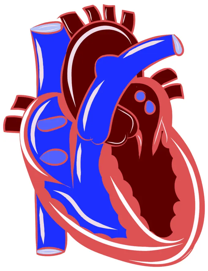 Realistic heart illustration