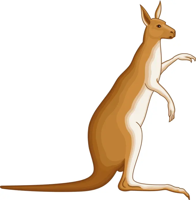 Kangaroo image