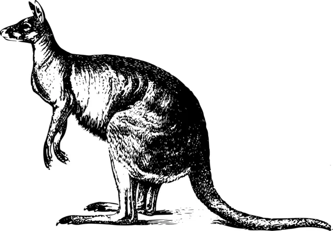 Kangaroo illustration
