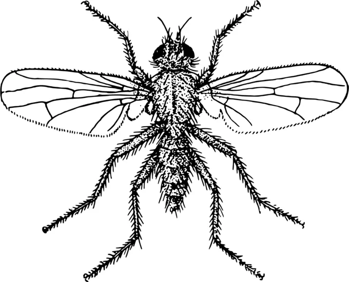Enlarged fly