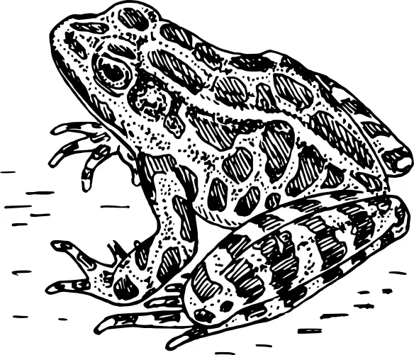 Frog image