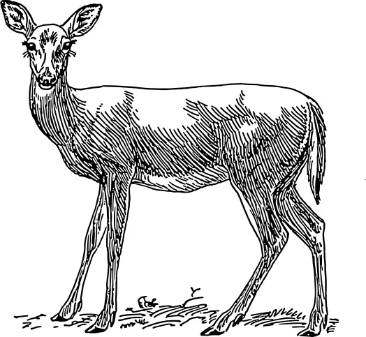 Doe drawing