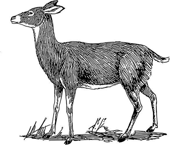 Doe drawing image