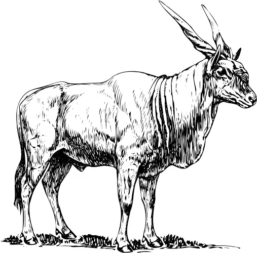 Eland